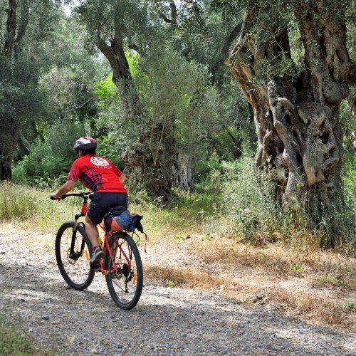 Corfu by mountain bike: Through olive groves and traditional villages