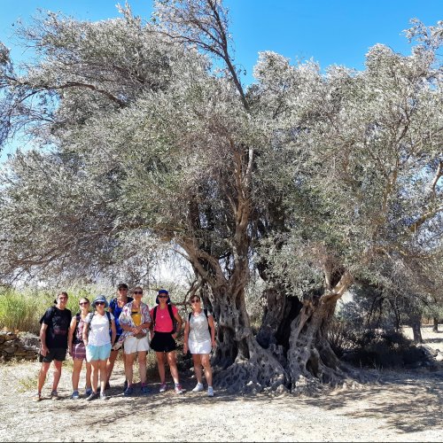 Cyclades, islands of light. Hiking and sightseeing on Santorini and Naxos, with Delos and Mykonos