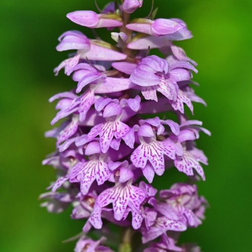 From the Aegean to the Ionian Sea. Mt Olympus, Meteora, Vikos Gorge and Corfu