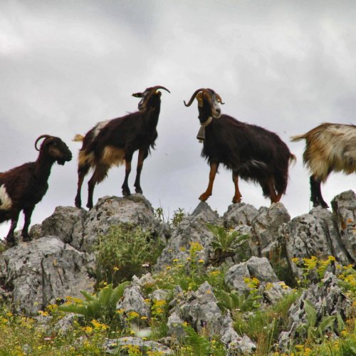 Corfou, l’île des Phéaciens